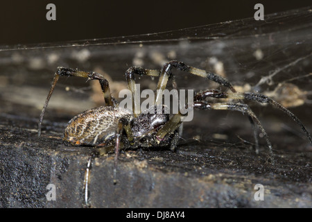 Theridid Spinne. Ein naher Verwandter der schwarze Witwe Spinnen. Andaman Inseln, Indien Stockfoto