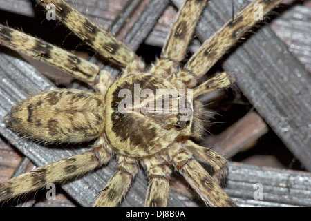 HUNTSMAN SPIDER Sparassidae (ehemals Heteropodidae) Andaman Inseln, Indien Stockfoto