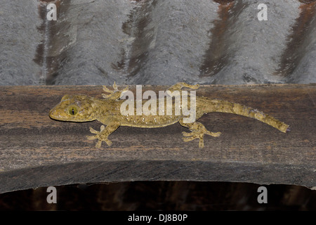 ANDAMAN Riesen GECKO, Gekko Verreauxi, Andaman Inseln, Indien Stockfoto