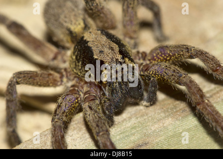 WOLFSPINNE oder Boden Spinnen. Familie Lycosidae-Andaman Inseln, Indien Stockfoto