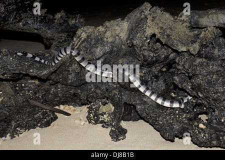 GELBE Lippen GEBÄNDERT Meer KRAIT Laticauda Colubrina Venomous, Andaman Inseln, Indien Stockfoto