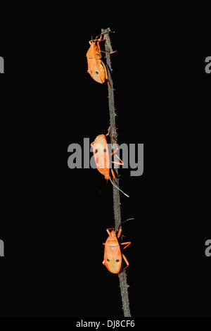 Rote Seide Baumwolle Bugs auf Zweigen. Dysdercus Koenigii Lage: Aarey Milch-Kolonie, Maharashtra, Indien. Stockfoto