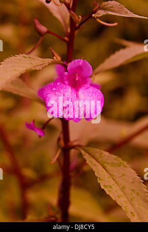 Wilde Blume, Impatiens SP. rosige Balsam, westlichen Ghat, Maharashtra, Indien Stockfoto