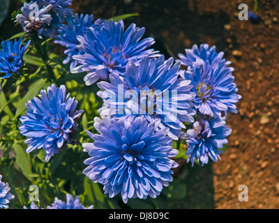 New York Aster, Bergaster, Symphyotrichum Novi-belgii Stockfoto