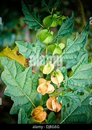 Physalis, Hog-Pflaume, Schale-Tomate, Wild-Pompion, Lampion, Blase Kirsche, Cape Gooseberry Stockfoto