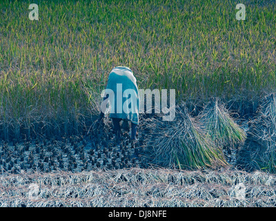 Landwirt arbeiten im Bereich der Reisernte, Oryza Sativa, Ratnagiri, Maharashtra, Indien Stockfoto