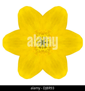 Gelbe konzentrischen wilde Blume Isolated on White Background. Kaleidoskopische Mandala Design Stockfoto