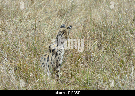 Serval (Leptailurus Serval - Felis Serval) das hohe Gras der Savanne Ostafrikas Masai Mara - Kenia- Stockfoto