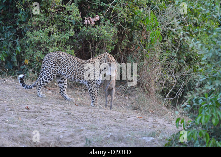 Leopard - Panther (Panthera Pardus) gefangen ein Ferkel der Wüste Warzenschwein (Phacochoerus Aethiopicus) Masai Mara Stockfoto