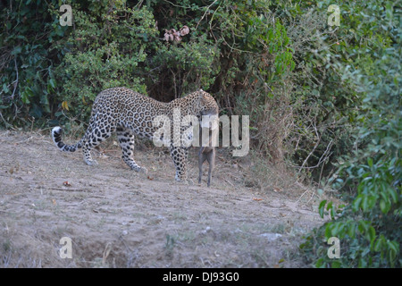 Leopard - Panther (Panthera Pardus) gefangen ein Ferkel der Wüste Warzenschwein (Phacochoerus Aethiopicus) Masai Mara Stockfoto