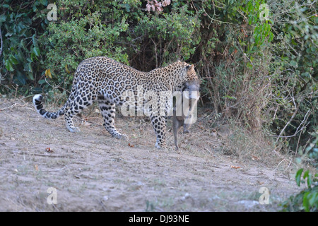 Leopard - Panther (Panthera Pardus) gefangen ein Ferkel der Wüste Warzenschwein (Phacochoerus Aethiopicus) Masai Mara Stockfoto