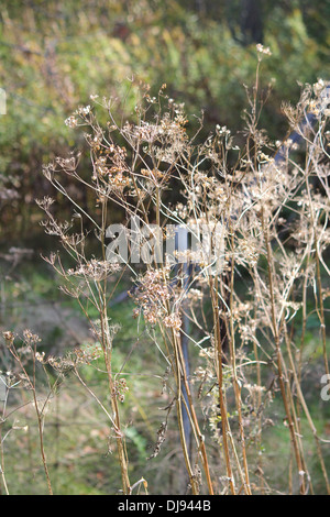 Wilden Pastinaken gegangen, um Samen. Es ist eine invasive Pflanze giftig, und für den Menschen schwere Verletzungen verursachen kann, während der Blütezeit Stockfoto