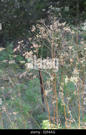 Wilden Pastinaken gegangen, um Samen. Es ist eine invasive Pflanze giftig, und für den Menschen schwere Verletzungen verursachen kann, während der Blütezeit Stockfoto