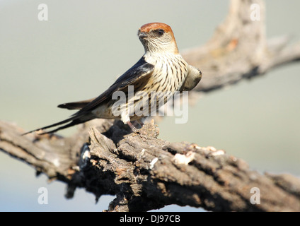 Größere gestreifte Schwalbe Hirundo cucullata Stockfoto