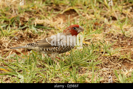 Männlichen rot Spitze Fink Amadina fasciata Stockfoto