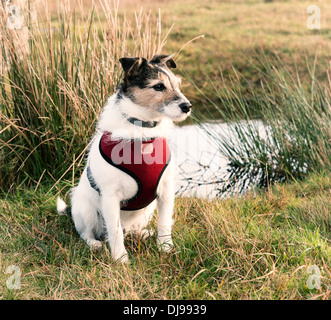 Working Jack Russell Terrier trägt ein rotes Geschirr Stockfoto