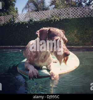 Hundesitting auf aufblasbaren Ring im pool Stockfoto