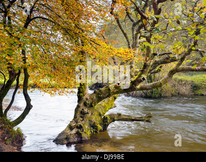 Autum Farbe an den Ufern des River Fowey als es durchfließt Lanhydrock in Cornwall Stockfoto