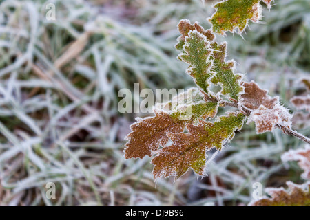 Am frühen Morgen Raureif im Winter verlässt. Stockfoto