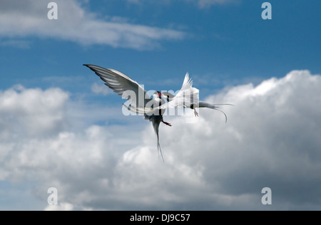 Super Luftaufnahme von Küstenseeschwalben kämpfen in der Luft über der Nordsee northumberland Stockfoto