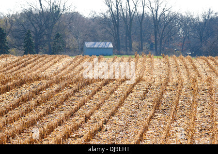 Frisch geerntete Herbst feed Maisfeld. Stockfoto