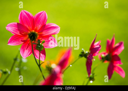 Dahlien blühen im Herbst in Holehird Gärten, Windermere, Lake District, Großbritannien. Stockfoto