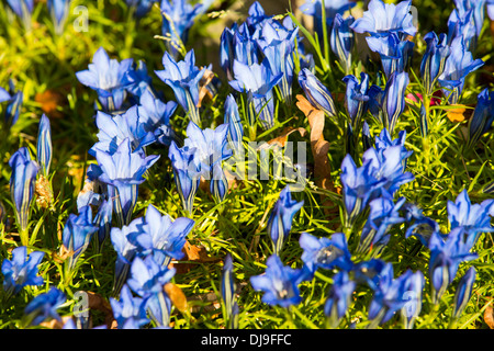 Im Herbst blühenden Enzianen in Holehird Gärten, Windermere, Lake District, Cumbria, UK. Stockfoto