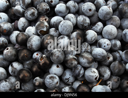 Schlehen - Früchte der Schlehe (Prunus Spinosa) Stockfoto