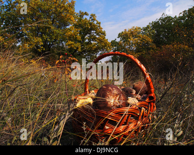 Pilzen Boletus Edulis und Suillus in den Korb auf dem grünen Rasen Stockfoto