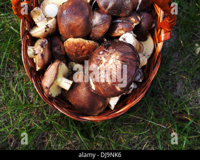 Pilzen Boletus Edulis und Suillus in den Korb auf dem grünen Rasen Stockfoto