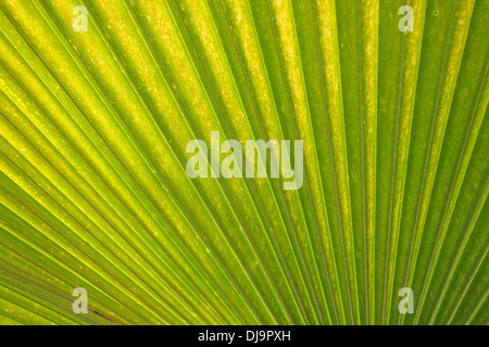 Nahaufnahme von Palmenblättern. Stockfoto