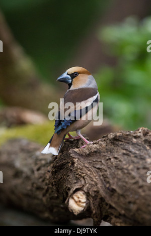 Kernbeißer Coccothraustes coccothraustes Stockfoto