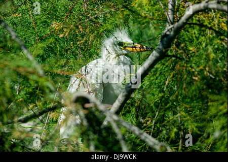 Junge kleine Reiher, Egretta, Garzetta, Vogelpark von Pont De Gau, Camargue, Frankreich Stockfoto