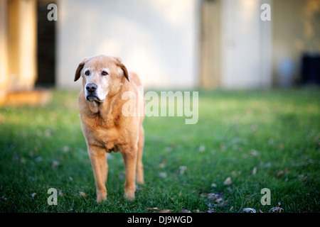 Älteren Hund, golden Retrieve, Labrador, mischen Sie das Licht des Tages zu genießen. Stockfoto