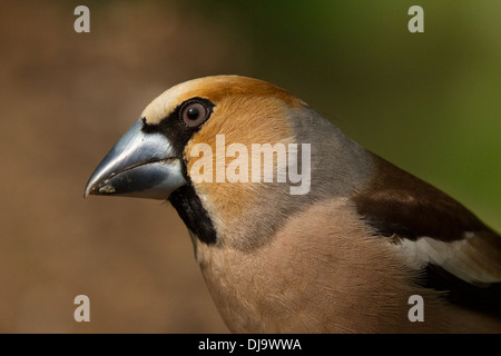 Kernbeißer Coccothraustes coccothraustes Stockfoto