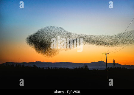 Eine Herde von Staren oder Murmuration fliegen in einem Kunstflug Display über den Solway Firth, Schottland in der Abenddämmerung vor der Burg. Stockfoto