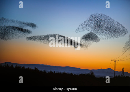 Ein Starling Murmuration oder Herde fliegen in einem Kunstflug Display in der Nähe von Gretna, Schottland vor dem Schlafplatz im November 2013. Stockfoto