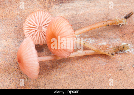 Im Herbst Pilze in Finnland Stockfoto