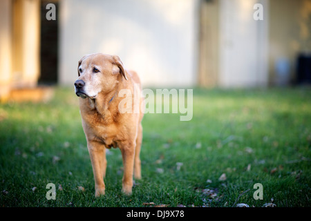 Älteren Hund, golden Retrieve, Labrador, mischen Sie das Licht des Tages zu genießen. Stockfoto