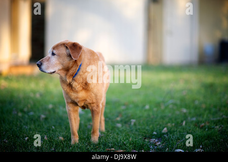 Älteren Hund, golden Retrieve, Labrador, mischen Sie das Licht des Tages zu genießen. Stockfoto