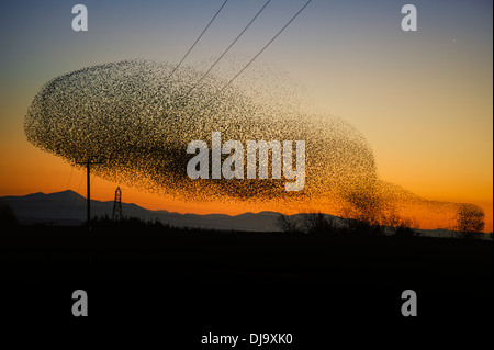 Ein Starling Murmuration oder Herde fliegen in einem Kunstflug Display in der Nähe von Gretna, Schottland vor dem Schlafplatz im November 2013. Stockfoto