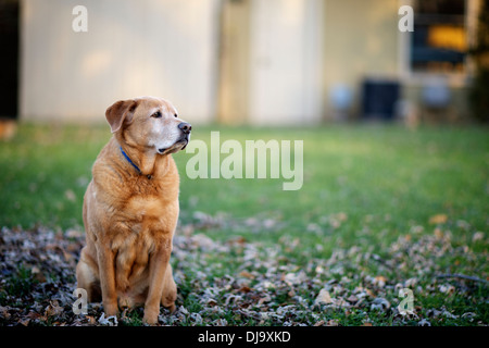 Älteren Hund, golden Retrieve, Labrador, mischen Sie das Licht des Tages zu genießen. Stockfoto