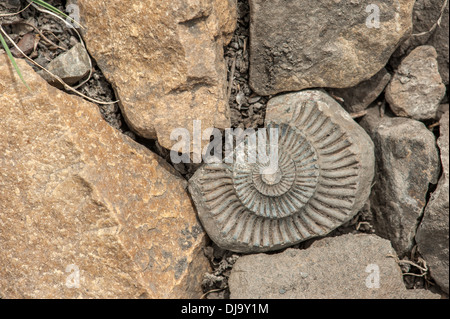 Fossil auf rotem Stein Stockfoto