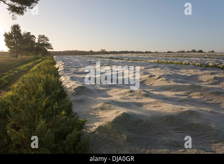 Schweren Tau Kondensation auf Schröpfen Verkleidung Feldfrucht Butley, Suffolk, England Stockfoto