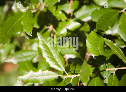 Immergrüne Blätter von der Steineiche oder Steineiche Quercus Ilex, Stockfoto