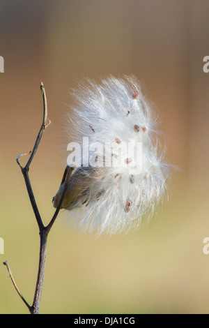 Asclepias Syriaca, gemeinhin als gemeinsame Wolfsmilch, Schmetterling Blume, Silkweed, seidigen Schwalbe-Scharte und Virginia silkweed Stockfoto