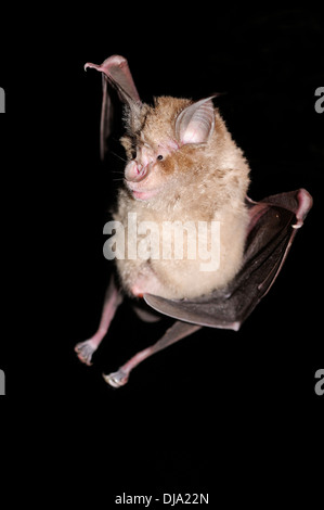 Vertikale Porträt von größeren Hufeisennase, Rhinolophus Ferrumequinum nachts fliegen. Stockfoto