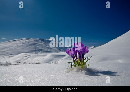 Krokus Blüte spähen Sie durch den Schnee. Frühling. Yunan Alaska. Stockfoto