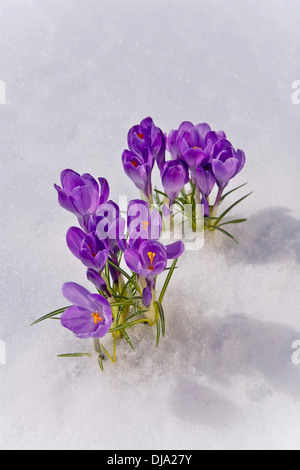 Krokus Blüte spähen Sie durch den Schnee im Frühling. Yunan Alaska. Stockfoto