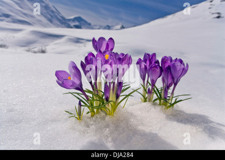 Krokus Blüte spähen Sie durch den Schnee. Frühling. Yunan Alaska. Stockfoto